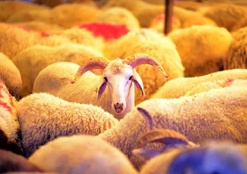 Sağlık Bakanlığı'ndan "kurban kesim" uyarıları