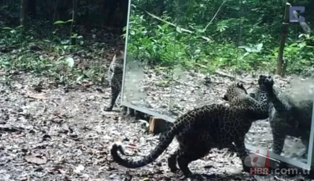 Vahşi doğada daha önce böylesi görülmedi! Goril aynada kendisini görünce saldırmaya başladı 4