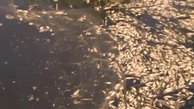 Büyük Menderes’te kirlilik alarmı