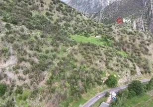 Şırnak’ta ormanlık alanda tırtıl istilası