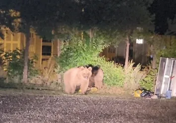 Sarıkamış'ta ayılar caddelerde cirit atıyor