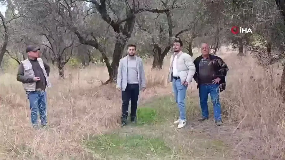 Susuzluk zeytin ağaçlarını da etkiledi