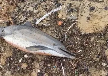 İstanbul'da korkutan görüntü! 24 ölü yunus balığı kıyıya vurdu | Yunus ölümlerinde savaş izi ihtimali