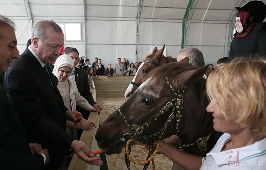 Katar emirinden Cumhurbaşkanı'na sürpriz: 53 tane Arap atı gönderdi 14