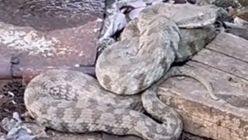 En zehirli yılan türlerinden! Su pompası yanında görüldü