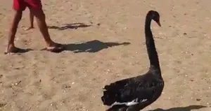 Türkiye’de ikinci kez görüldü!