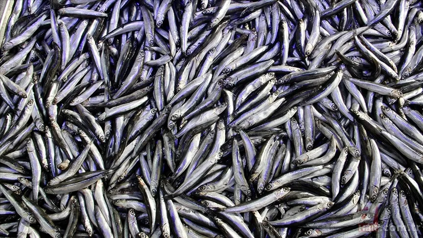 Kanuni sofrasından eksik etmezdi! Tezgahlarda yerini aldı! Kalp dostu... 6