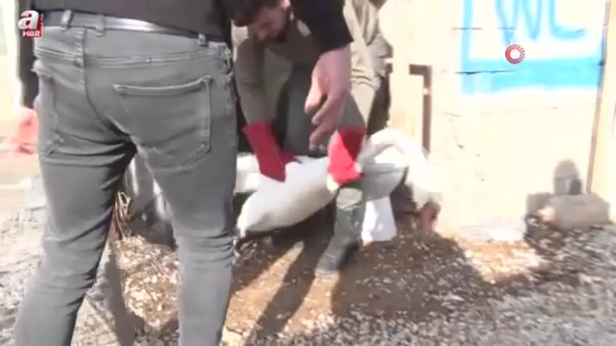 Yolunu şaşıran kuğu evin bahçesine düştü