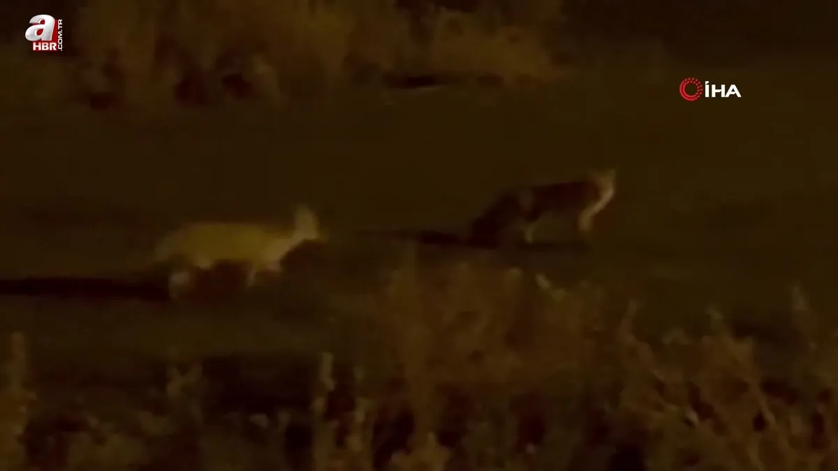 Kars’ta havalar soğudu tilkiler köye indi