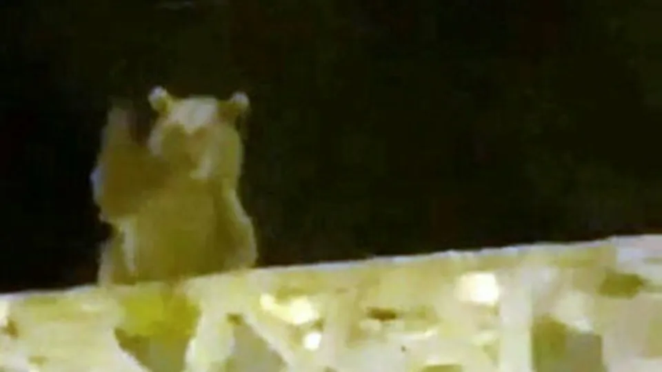 Ayı vatandaşlara el salladı