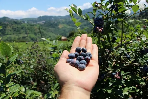 Bir yılda 300 bin lira kazandı! Trabzon Of'ta çay yerine bakın ne ekti - 5