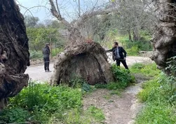 Bodrum'da 2 bin yıllık çınar ağacı bulundu