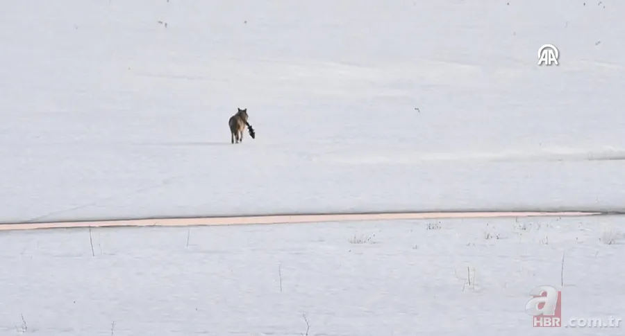 Rengiyle dikkat çekti! Nesli tükenme tehlikesi altındaki akbaba böyle görüntülendi 9