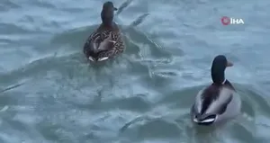 Kışın habercisi yaban ördekleri Bayburt’ta