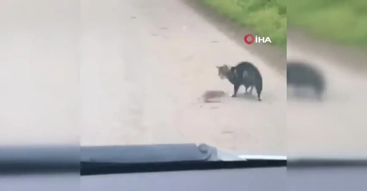 Bu kez fare kediyle oynadı! Afyonkarahisar'da vatandaş kayda aldı