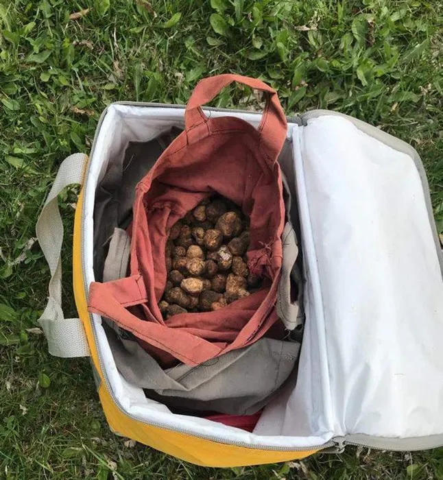 Yakalanan trüf mantarı kaçakçısına 60 bin lira ceza!