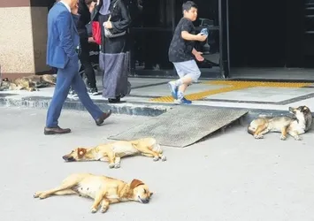 İzmit'te köpeklerden kaçarken duvardan düşmüştü! Arkadaşları konuştu: Korku içindeyiz önlem alın