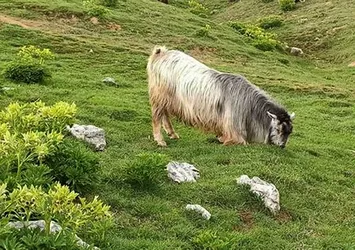 Ahırın kapısını kırıp kaçtı! Bayramdan sonra bulundu...