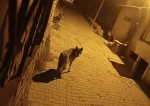 Başkale'de aç kalan kurtlar ilçeye indi