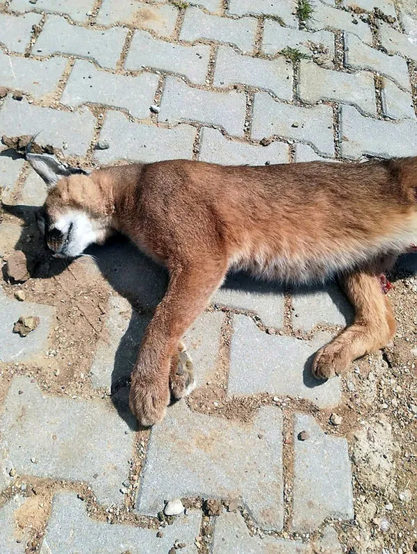 1618094211617.jpg Türkiye'de sayısı çok az ve nesli tükeniyor! Karakulak ölü halde bulundu - 1