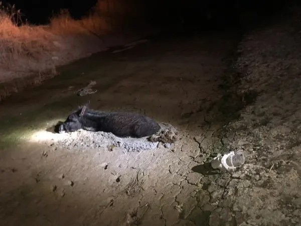 Konya'da çamura saplanan eşeği itfaiye kurtardı