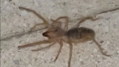 Zehri ölümcül! O ilimizde ortaya çıktı