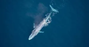 Balinaların şarkıları haritalamada kullanılacak