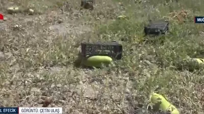 Muğla’da kadınbudu karpuzu üretiliyor!