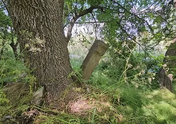 Asırlık mezarlar ağaçların arasında kayboldu