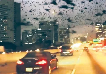 Kuşlar filmi Houston’da gerçek oldu