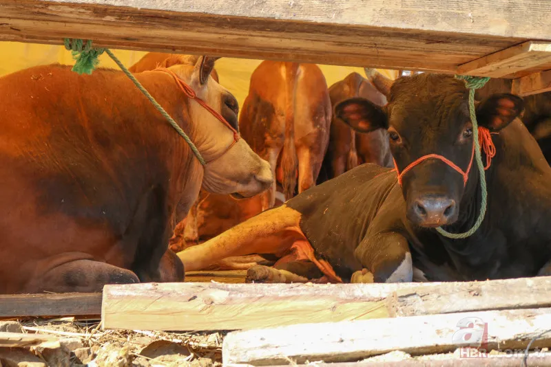 Kurbanlık fiyatları belli oldu 2024! Büyükbaş küçükbaş kurbanlıklar ne kadar? Canlı kg fiyatı ne? İşte ilk rakamlar 1