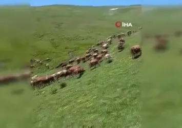 Posof’ta yayla mevsimi başladı