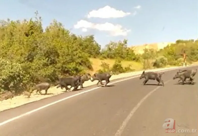 Görüntüler Trabzon’dan! Ender rastlanan türler Of’ta ortaya çıktı 10