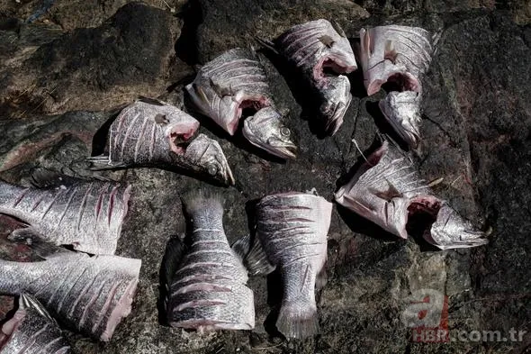 İşte dünyanın en kalabalık adası: Migingo Adası 13