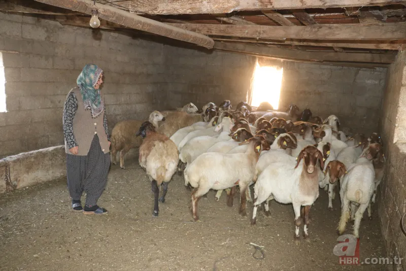 Adana'da koyunları çalınan Ayşe teyzenin gözyaşları dindi 11