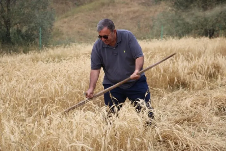 Sivas’ta 2 bin yıllık ata tohumu hasadı gerçekleşti