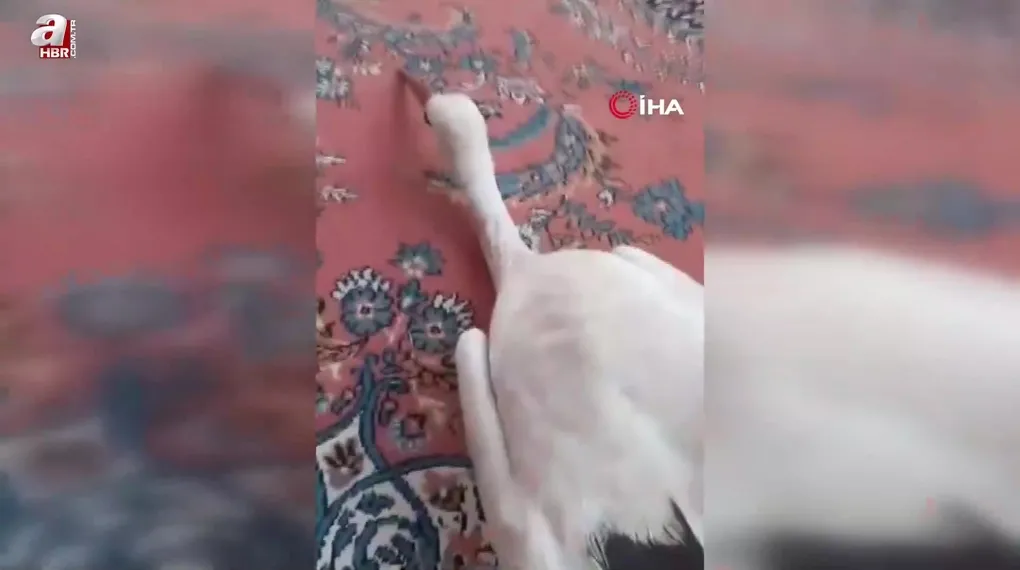 Yaralı leyleğe sahip çıktı