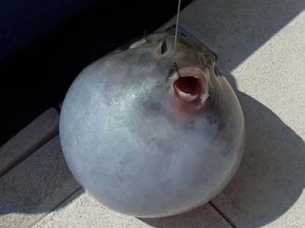 balon-baligi-avlayanlari-ilgilendiriyor-odenecek-destekleme-tutarlari-artirildi-1659680004497.jpg Balon balığı avlayanları ilgilendiriyor! Ödenecek destekleme tutarları artırıldı - 3