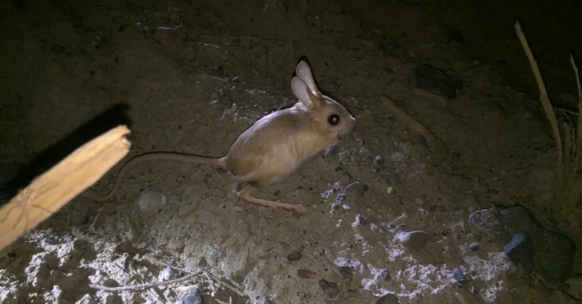 gorenler tavsan zannetti igdir da goruntulendi sosyal medyada gundem oldu video