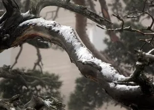 Bolu'ya mevsimin ilk karı düştü! Ortaya kartpostallık görüntüler çıktı