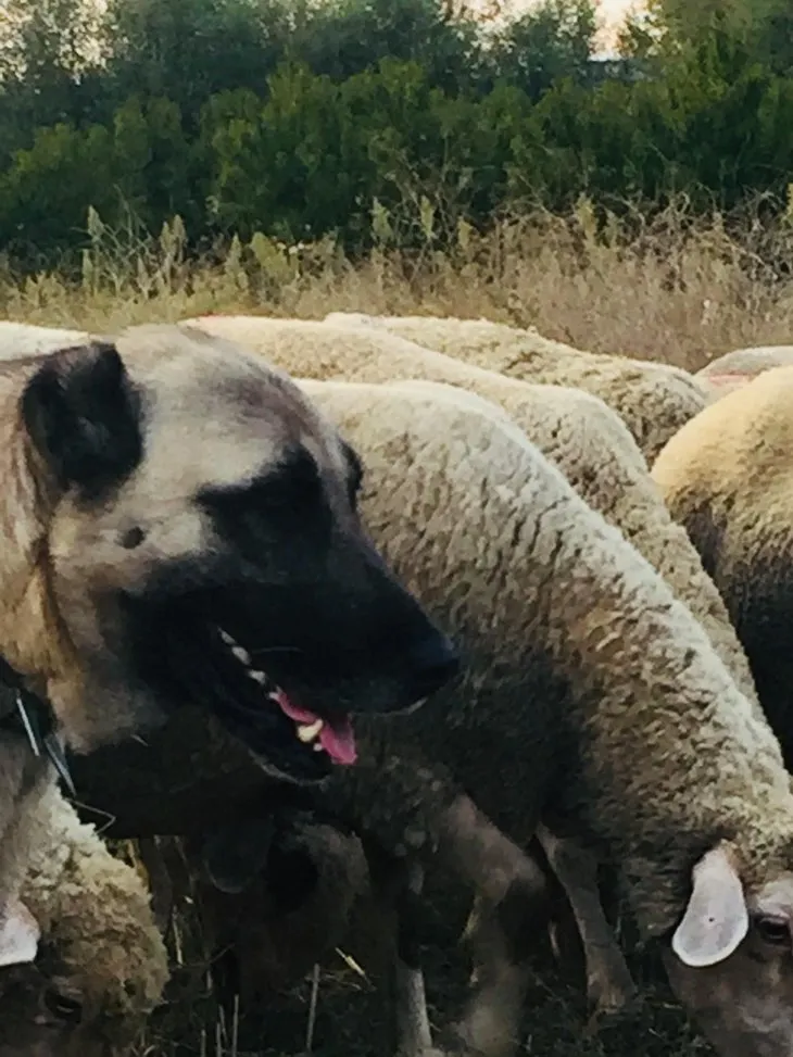 Bursa’da çoban, çalınan 10 bin liralık kangalını bulana kuzu verecek
