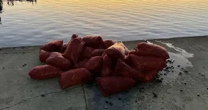 Üsküdar’da 1 ton kaçak midye ele geçirildi