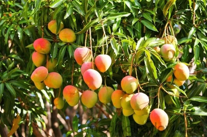 Mango tüm kanser türlerini önler