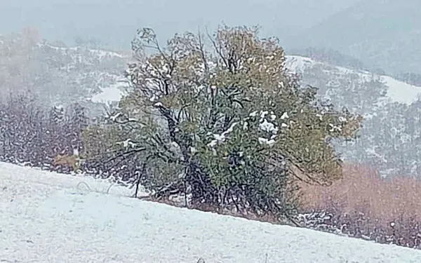 1667923030717.jpg Yurttan kar manzaraları! 10 santimetreyi aştı bazı yollar kapandı! Gün boyu etkili oldu... - 3