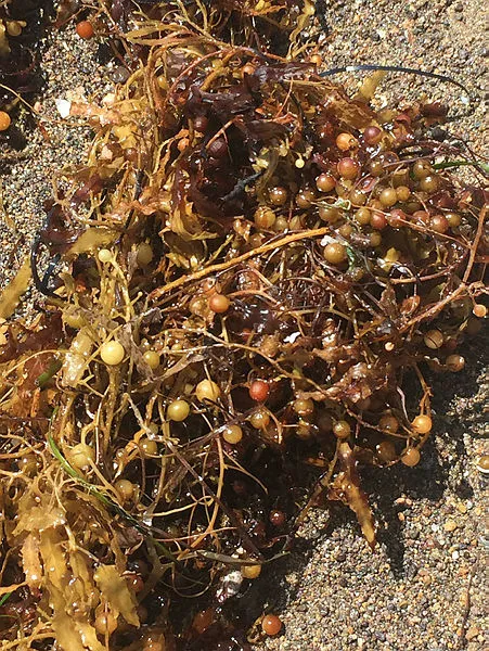 İzmir'de yeni felaket! Vatandaşlardan CHP'ye Sargassum tepkisi - 3