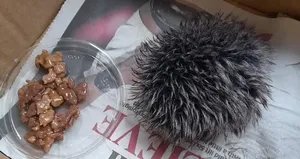 Veterineri şaşırtan olay! Kirpi zannetti...