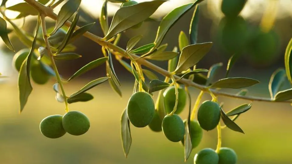 Zeytin çekirdeği yemenin faydaları
