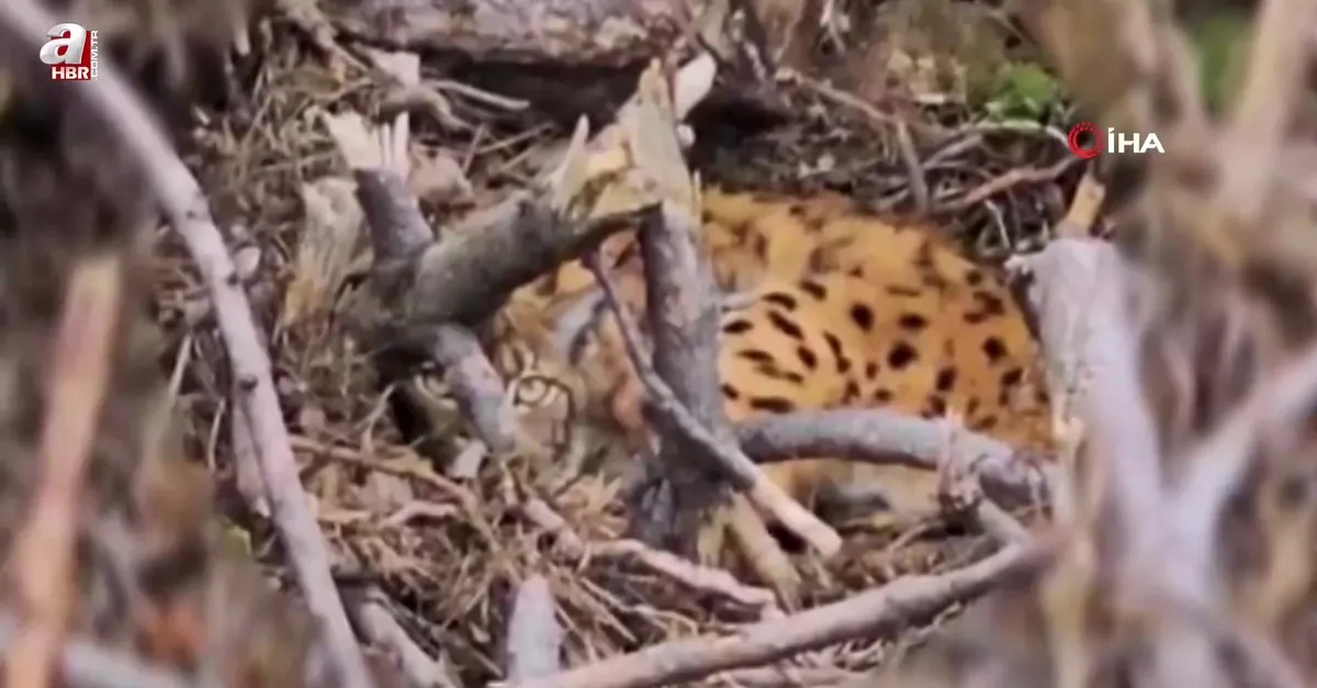Vaşak ve yavruları kamufle oldukları yerde görüntülendi
