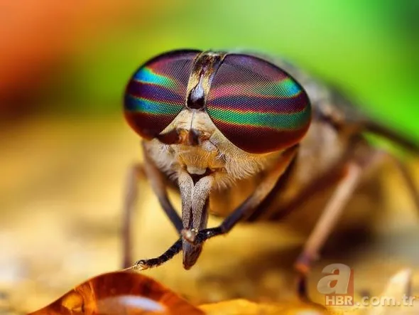 Yüzlerce insanı öldüren katil! Hava karardığında... 2