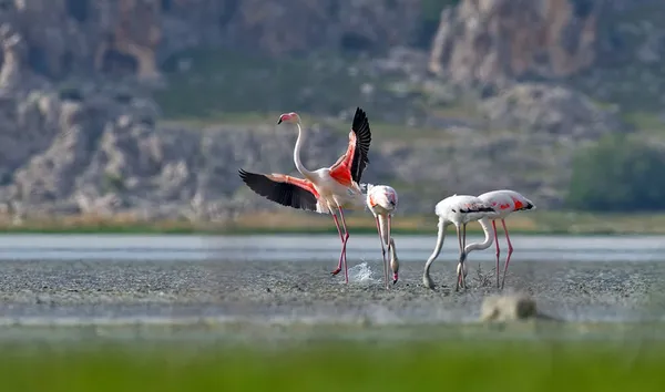 devletin-attigi-adimlar-sonuc-verdi-flamingolar-kurtuldu-goce-hazirlaniyor-1660848210949.jpg Devletin attığı adımlar sonuç verdi: Flamingolar kurtuldu göçe hazırlanıyor - 3